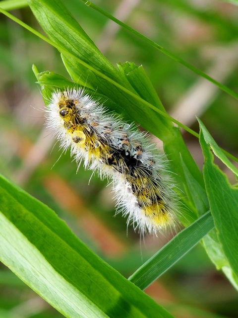 Rhyparia purpurata - bíborszínű medvelepke