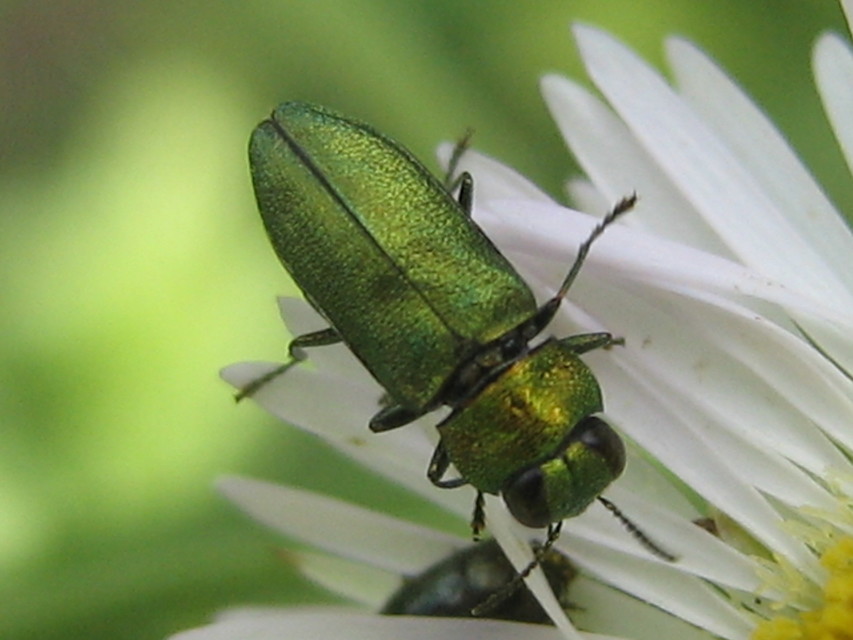 Anthaxia nitidula - ragyogó virágdíszbogár