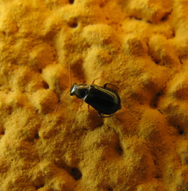 Ebaeus flavicornis - sárgacsápú bibircsesbogár