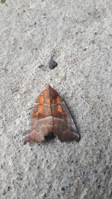 Scoliopteryx libatrix - vörös csipkésbagoly