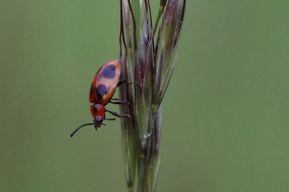 Endomychus coccineus - négypettyes álböde