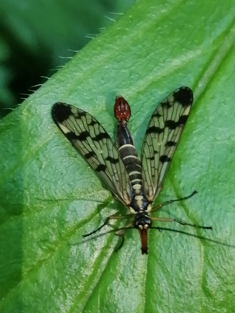 Panorpa communis/vulgaris