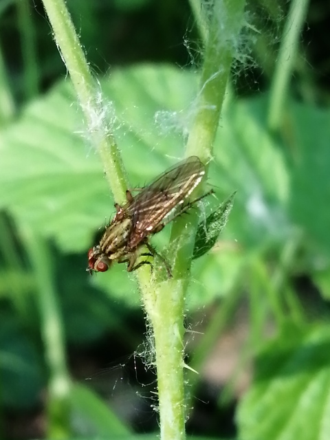 Scathophaga stercoraria - közönséges trágyalégy