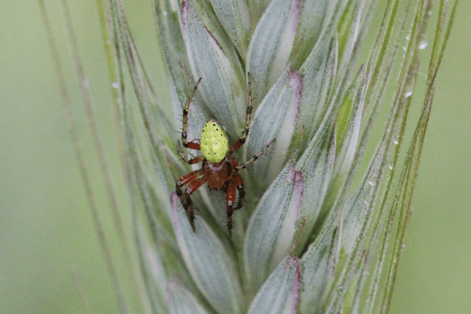 Araniella cucurbitina/opisthographa