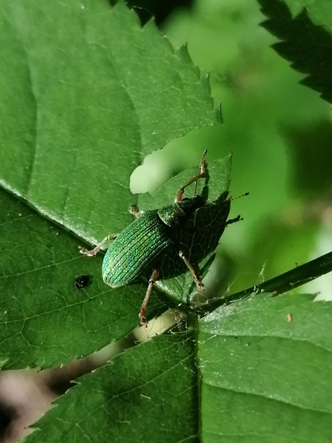 Polydrusus formosus - selymes lombormányos
