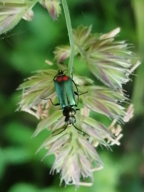 Malachius bipustulatus - kétfoltos bibircsesbogár