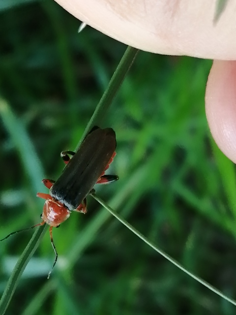 Cantharis livida - mezei lágybogár