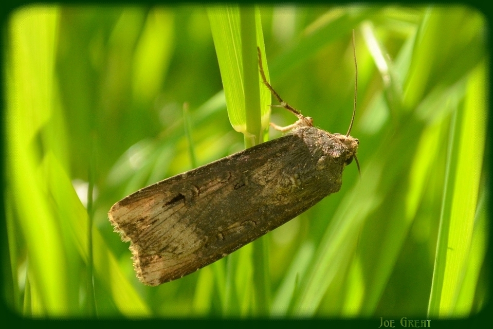 Agrotis ipsilon - nagy földibagoly