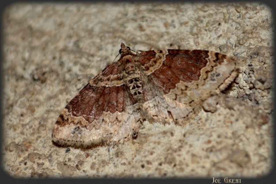 Xanthorhoe ferrugata - kerti tarkaaraszoló