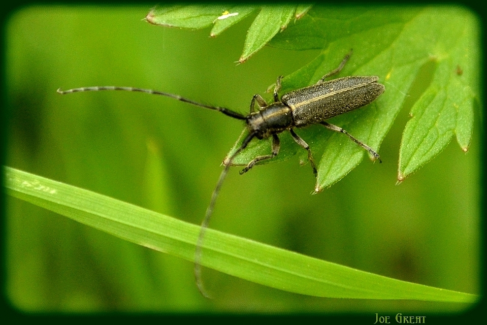 Agapanthia cardui - sávos bogáncscincér