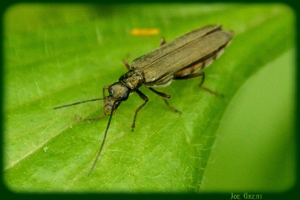 Oedemera