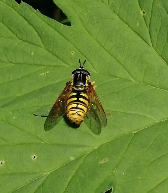 Chrysotoxum