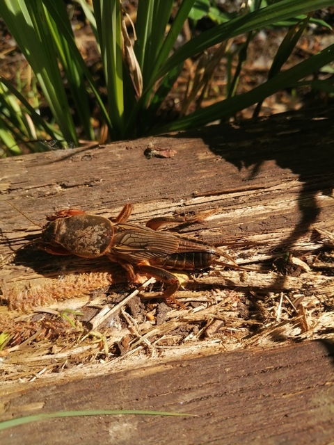 Gryllotalpa