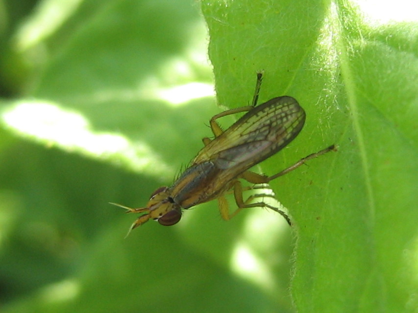 Limnia unguicornis