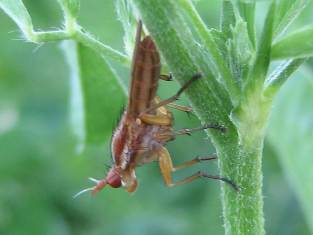 Ilione albiseta