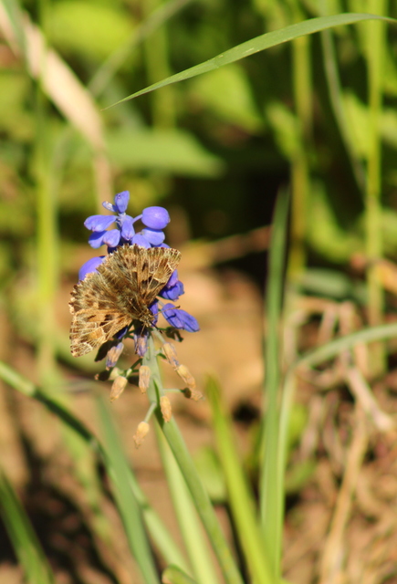 Carcharodus alceae - mályva-busalepke