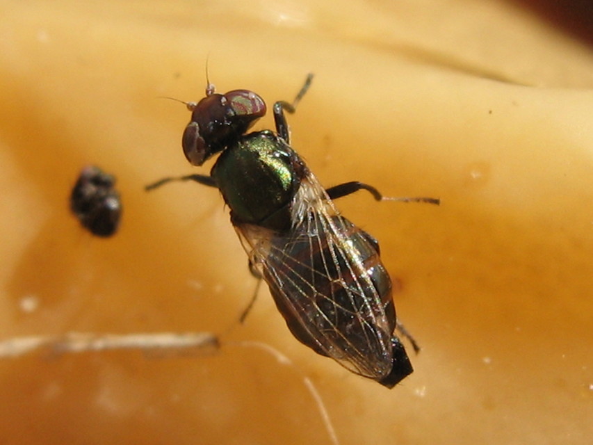 Physiphora alceae