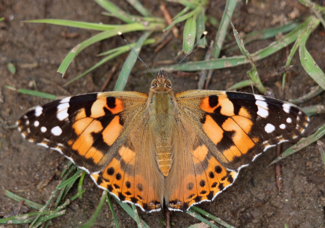 Vanessa cardui - bogáncslepke