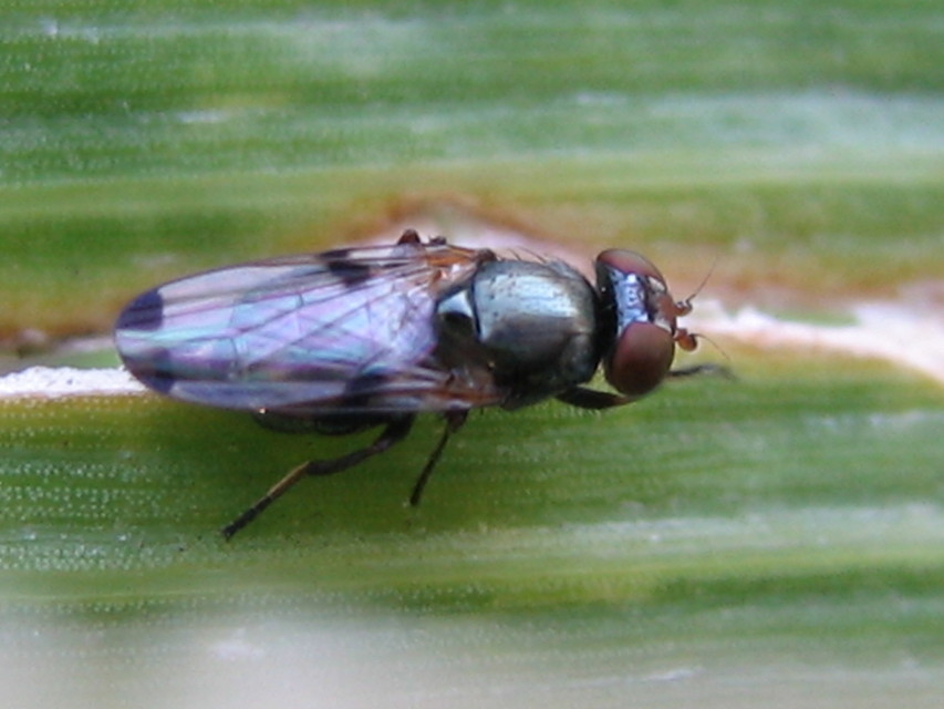 Euxesta pechumani