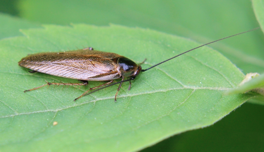 Ectobius erythronotus - sárgatorú erdeicsótány