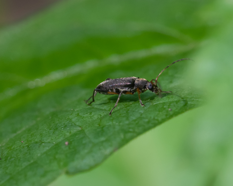 Grammoptera ruficornis - gyűrűscsápú galagonyacincér Grammoptera ruficornis - gyűrűscsápú galagonyacincér
