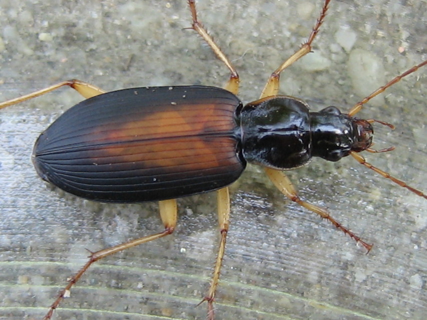 Dolichus halensis - hantfutó