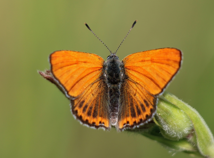 Lycaena thersamon - kis tűzlepke