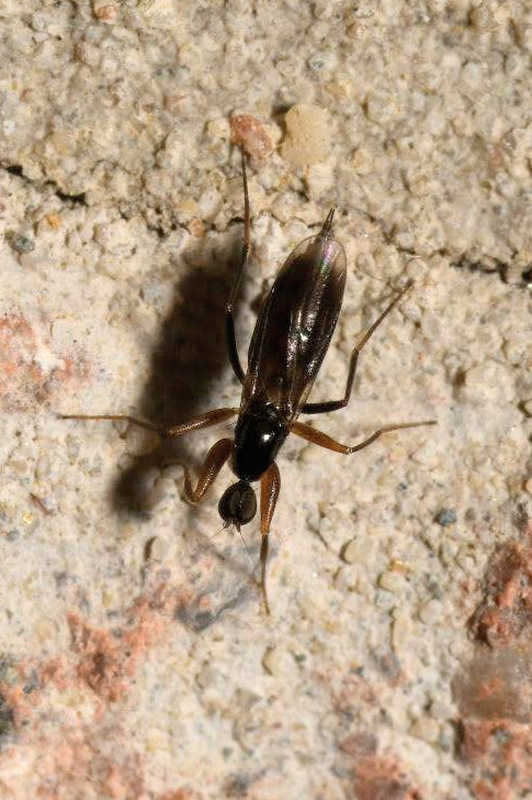 Tachypeza nubila