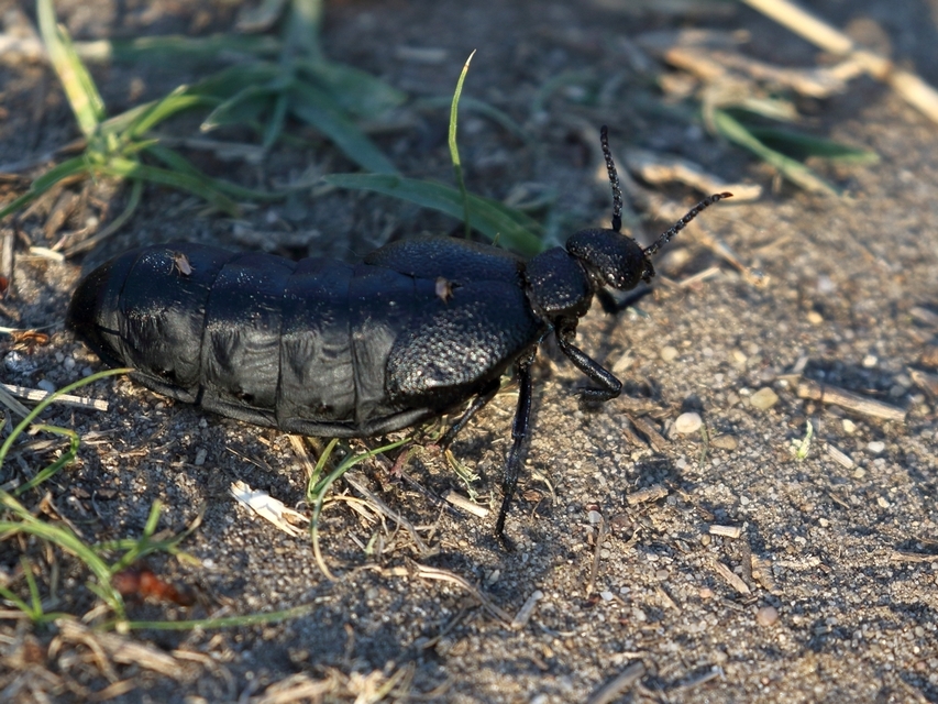 Meloe cicatricosus - óriásnünüke