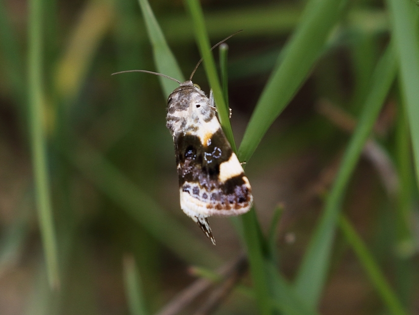Acontia lucida - fehér nappalibagoly