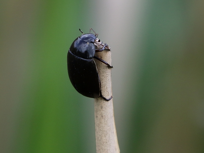 Hydrochara caraboides - kis csibor