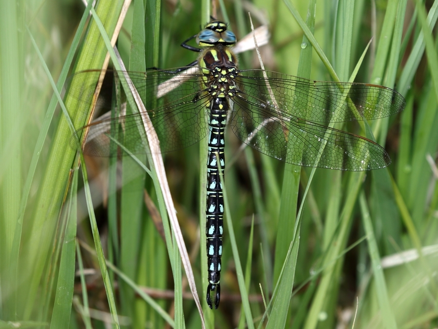 Brachytron pratense - szőrös karcsúacsa