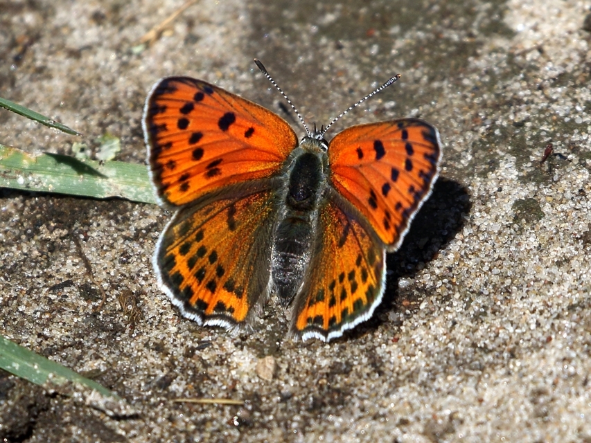 Lycaena thersamon - kis tűzlepke