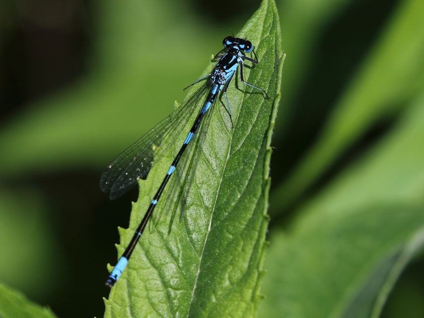 Coenagrion pulchellum - karcsú légivadász