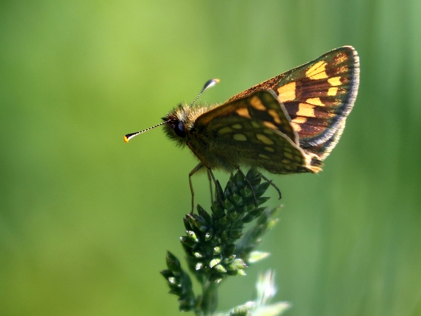 Carterocephalus palaemon - kockás busalepke