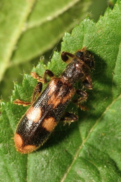 Opilo mollis - közönséges szúfarkas
