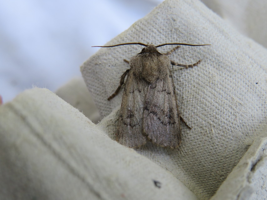 Agrotis cinerea - szürkés földibagoly