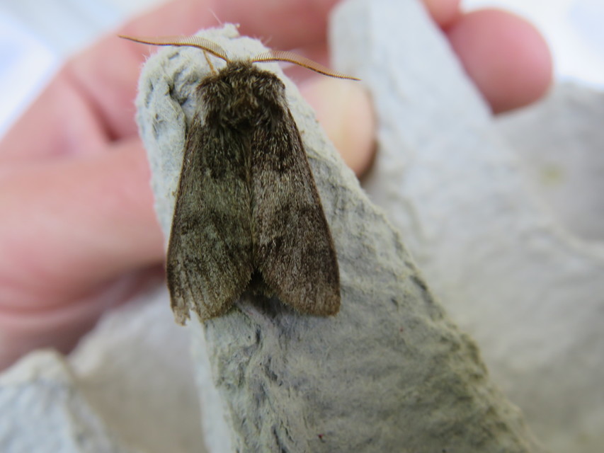 Drymonia dodonea - bélyeges púposszövő