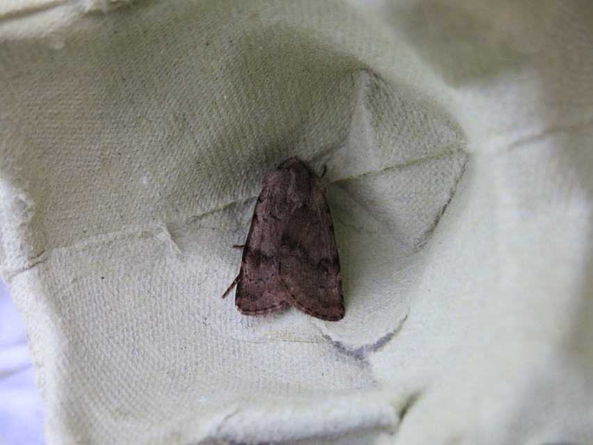 Agrotis cinerea - szürkés földibagoly