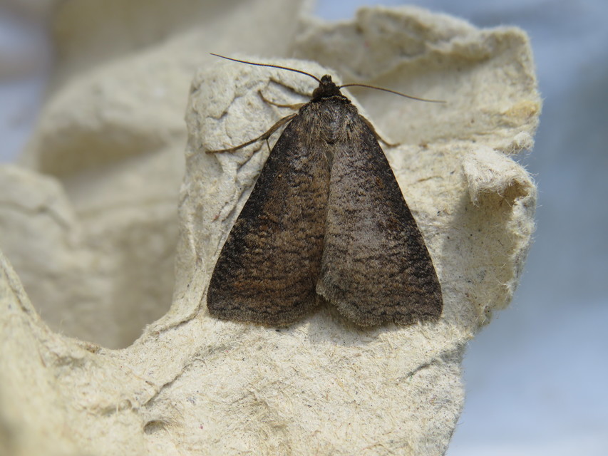 Lygephila procax - fekete csüdfűbagoly