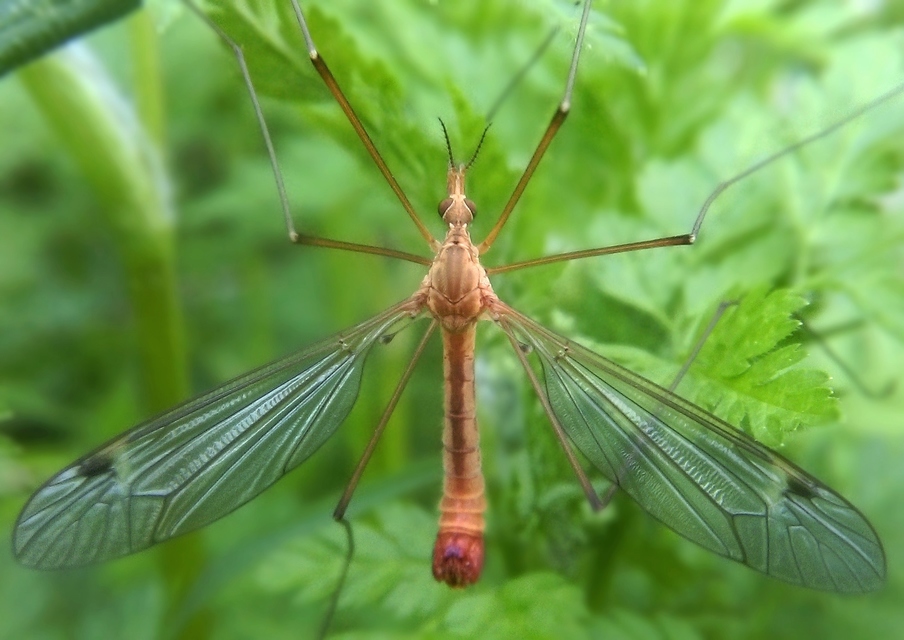 Tipula