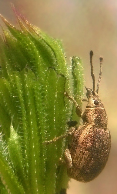 Peritelus familiaris - nagy kendermagbogár