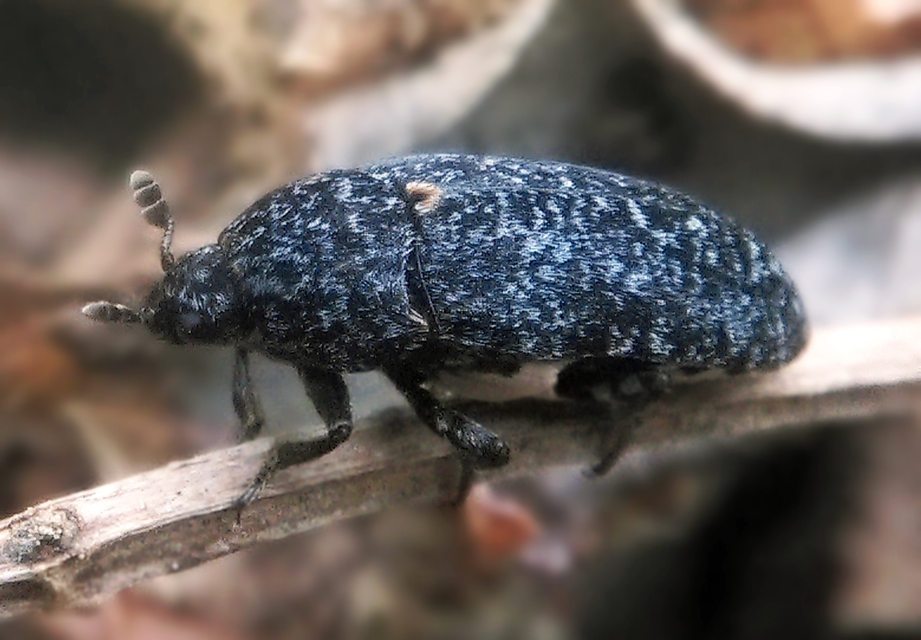 Dermestes murinus - egérszínű porva Dermestes murinus - egérszínű porva