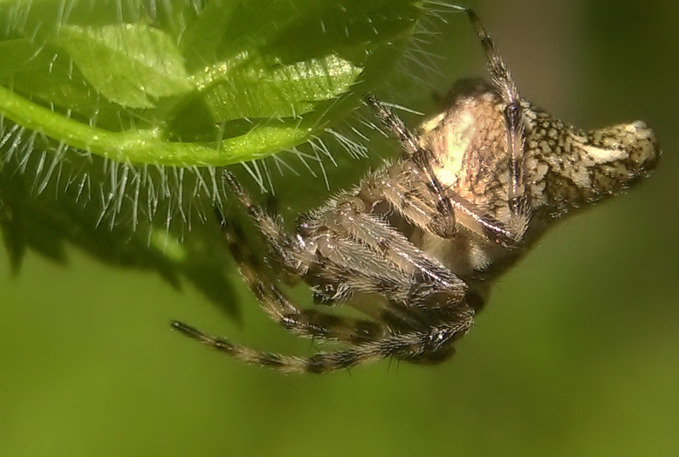 Cyclosa conica - csúcsos keresztespók