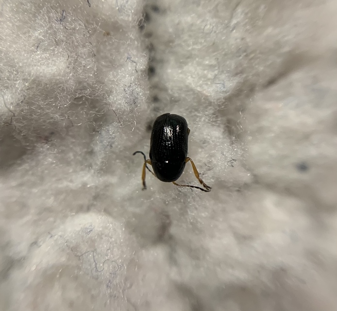 Cryptocephalus ocellatus
