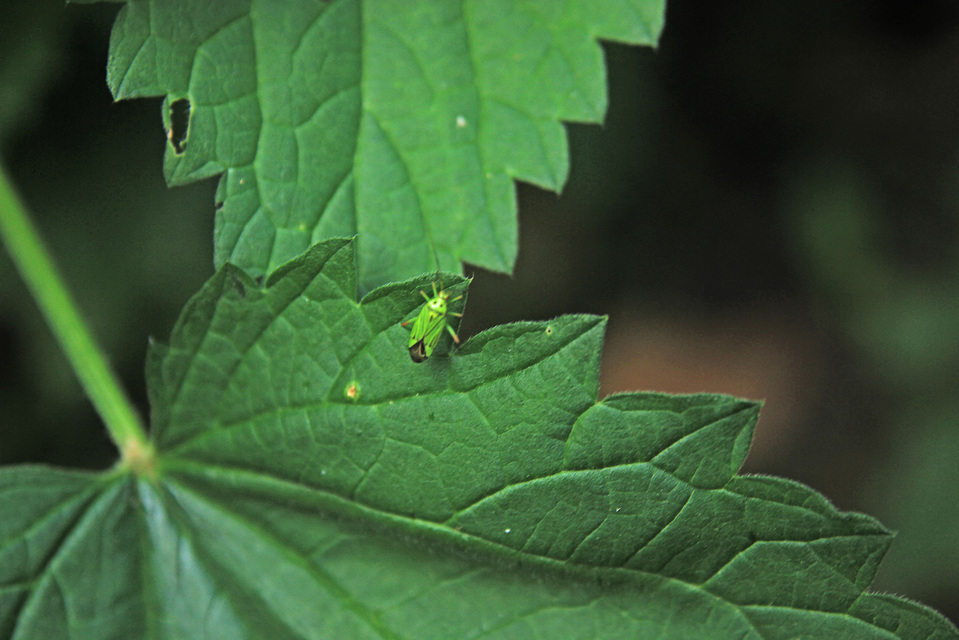 Mermitelocerus schmidtii