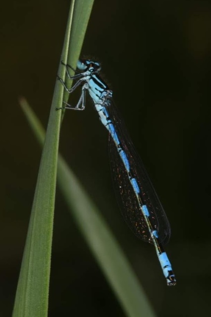 Coenagrion ornatum - díszes légivadász