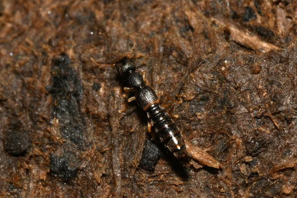 Astenus immaculatus - ligeti köviholyva