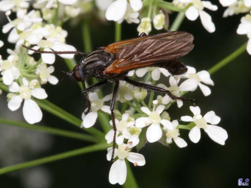 Empis tessellata - kockás táncoslégy
