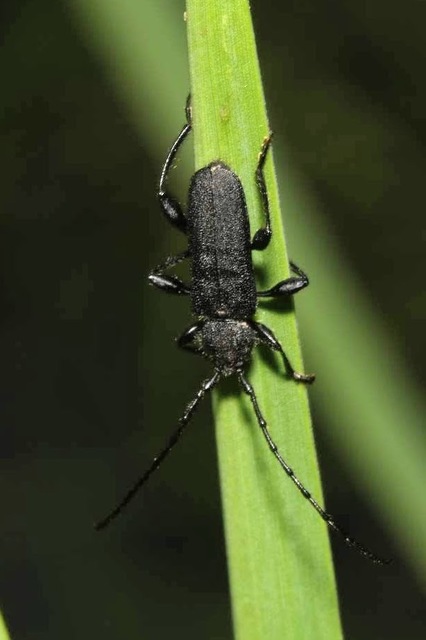 Ropalopus macropus - kis facincér Ropalopus macropus - kis facincér